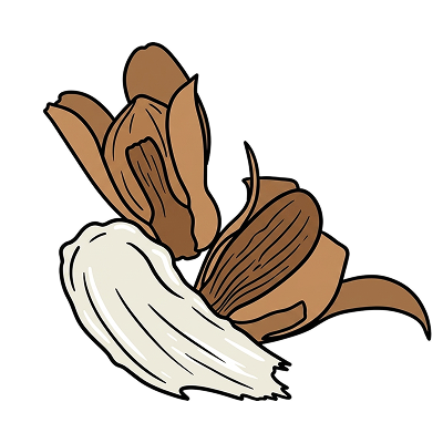 Illipe Nuts