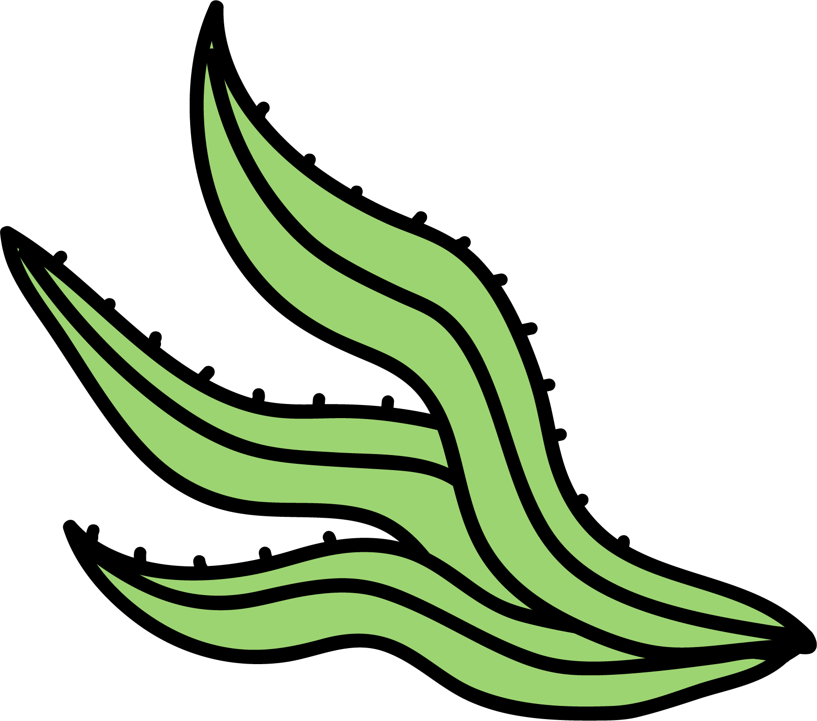 Spirulina
